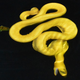Image: Brooke L. Bessesen, Gary J. Galbreath/ZooKeys